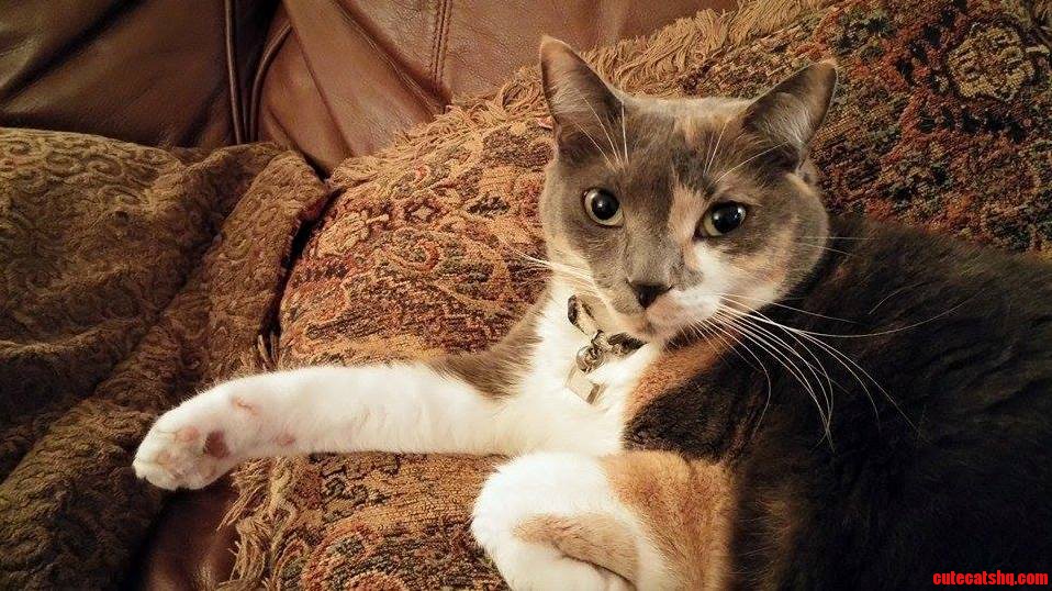 My Boyfriends Beautiful Cat Always Demands My Attention When I Visit