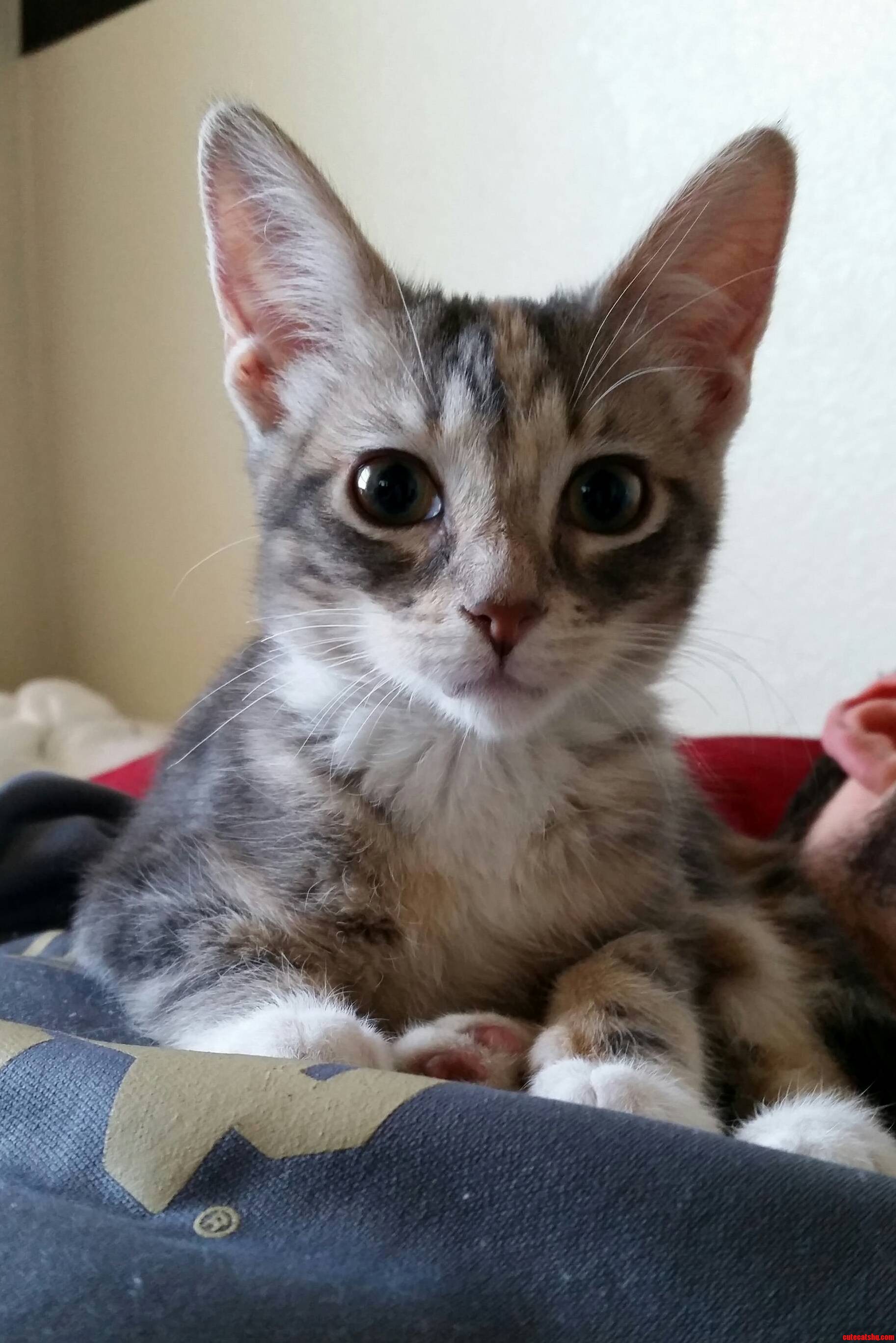 My Bunny Eared Kitten Loves Having Her Photo Taken