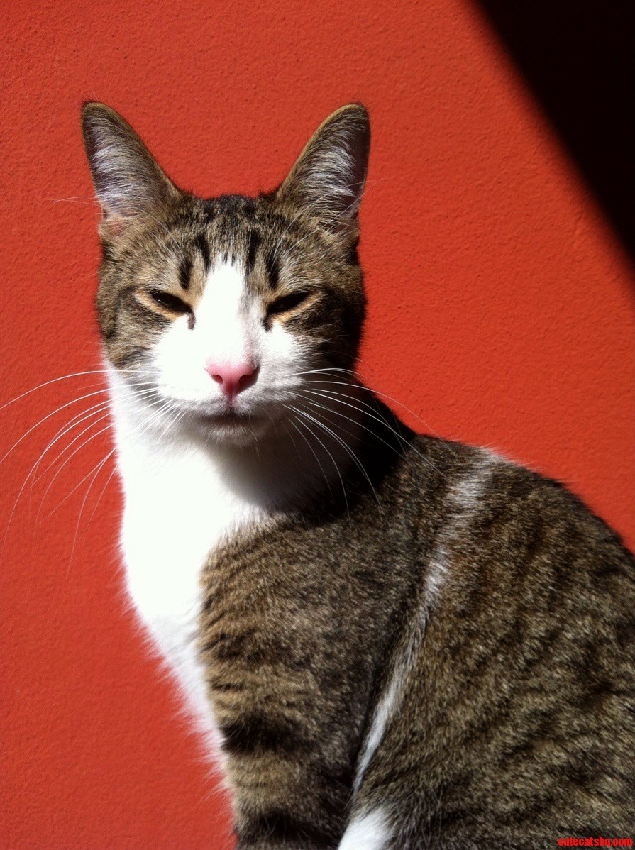 My Cat Al Enjoying the Mediterranean February Sun
