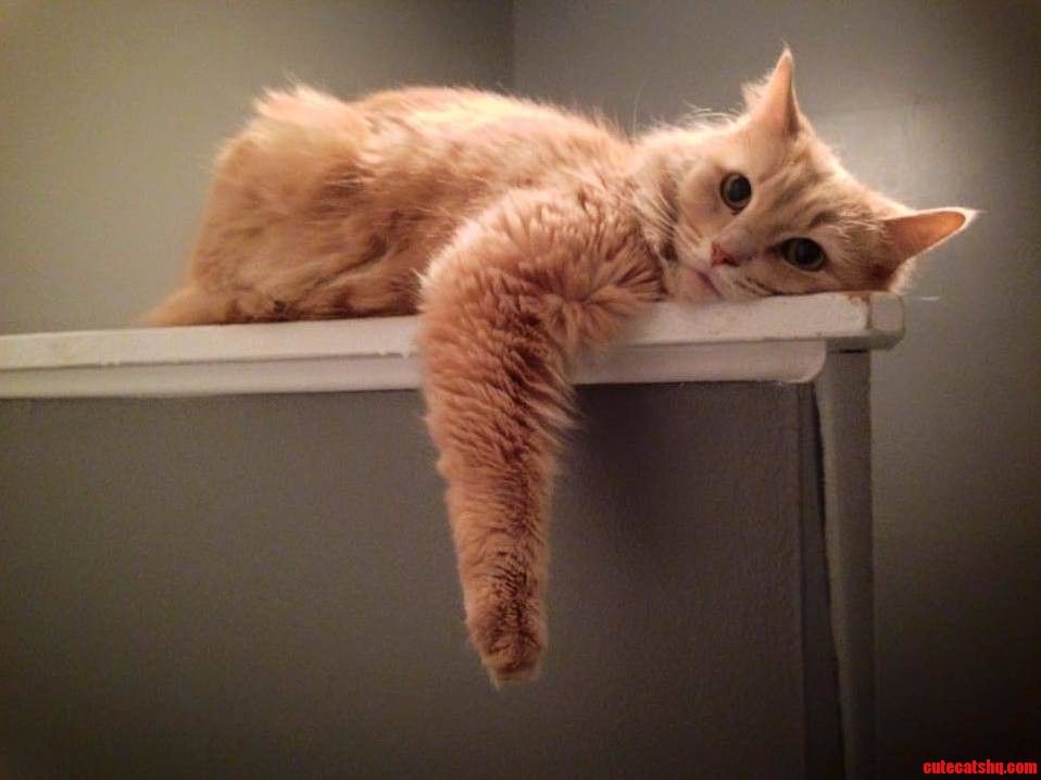 My Cat Being Adorably Lazy
