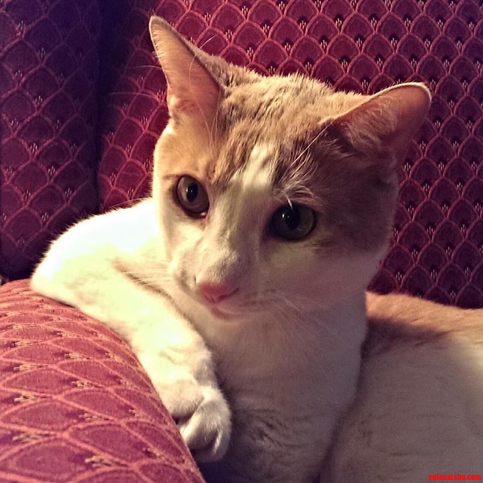 My Cat Benny Sits Like People