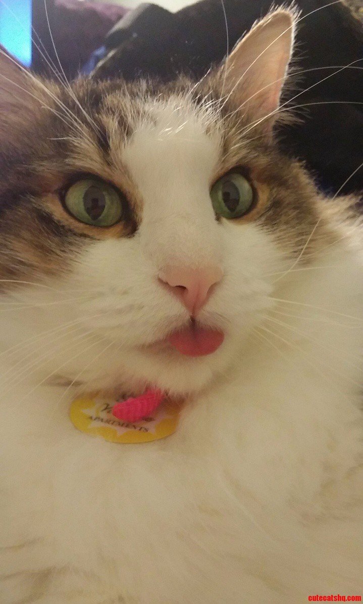 My Cat Broke... How Do I Fix Him