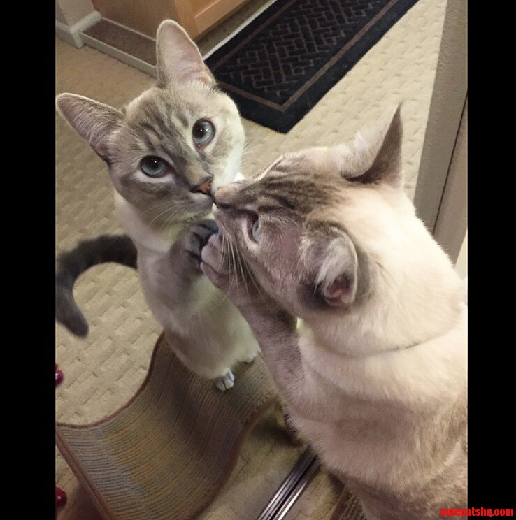 My Cat Can Be a Little Vain Sometimes.