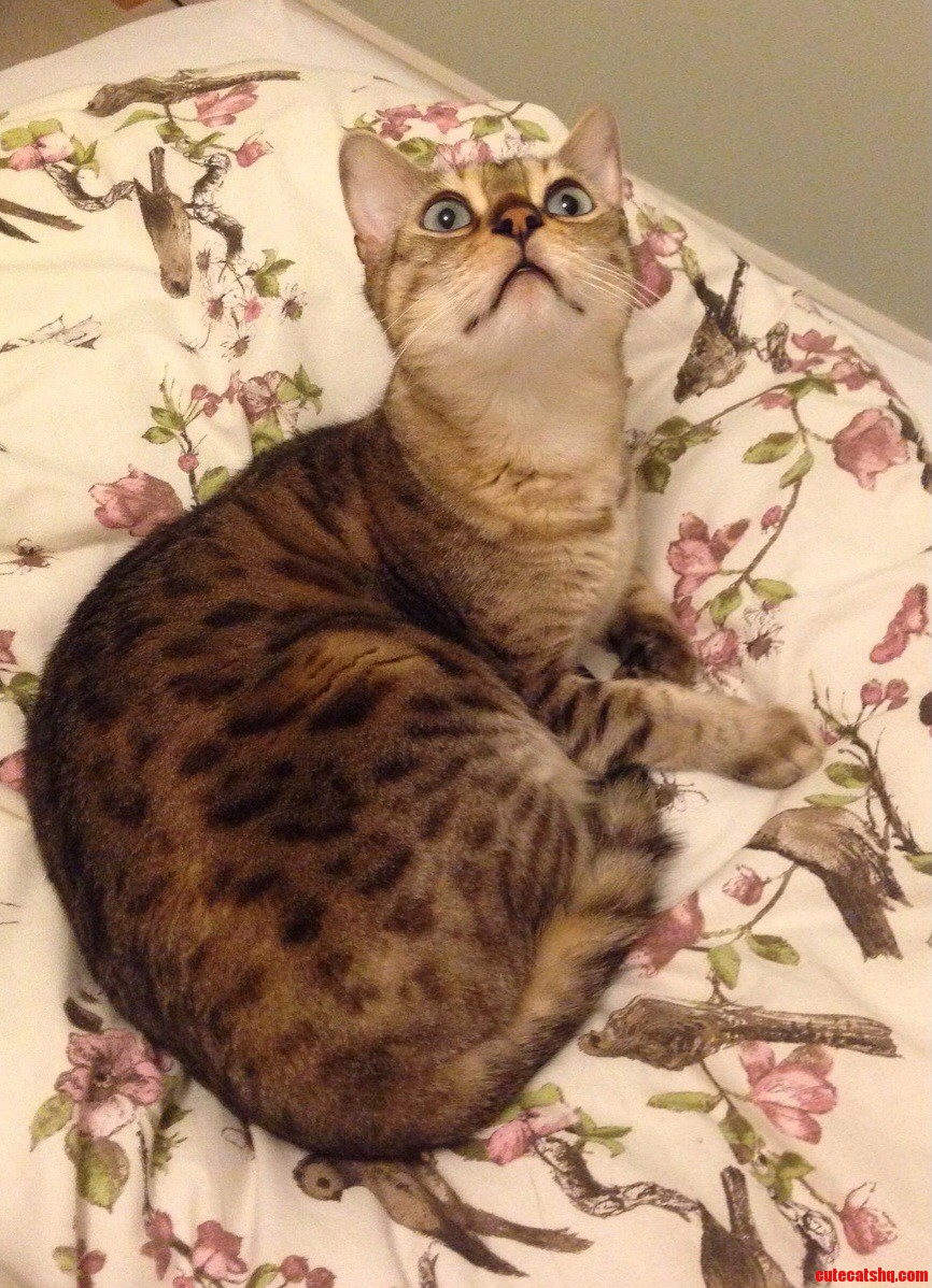 My Cat Can Hear Things I Cant and It Gives Me the Heebie Jeebies. Theres Nothing Up There