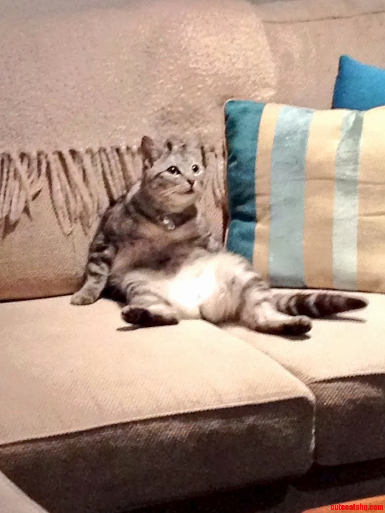 My Cat Is Definitely Male. Sitting and Watching Tv.