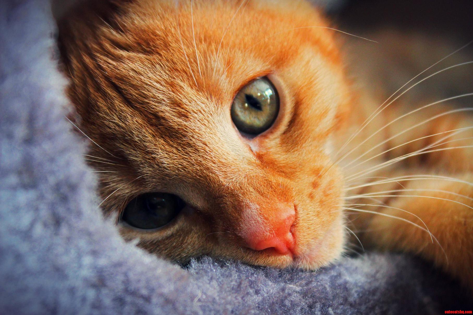 My Cat Is Pretty