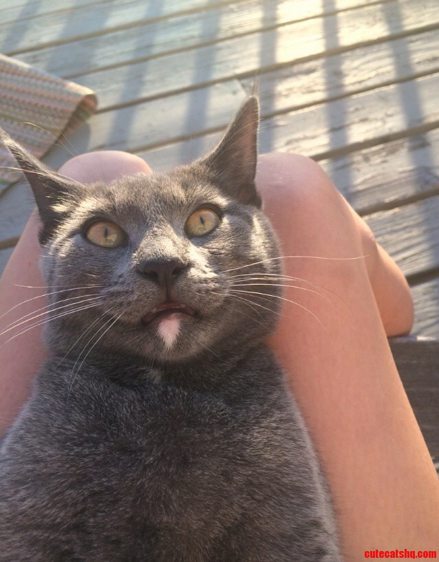 My Cat Is Spoocial
