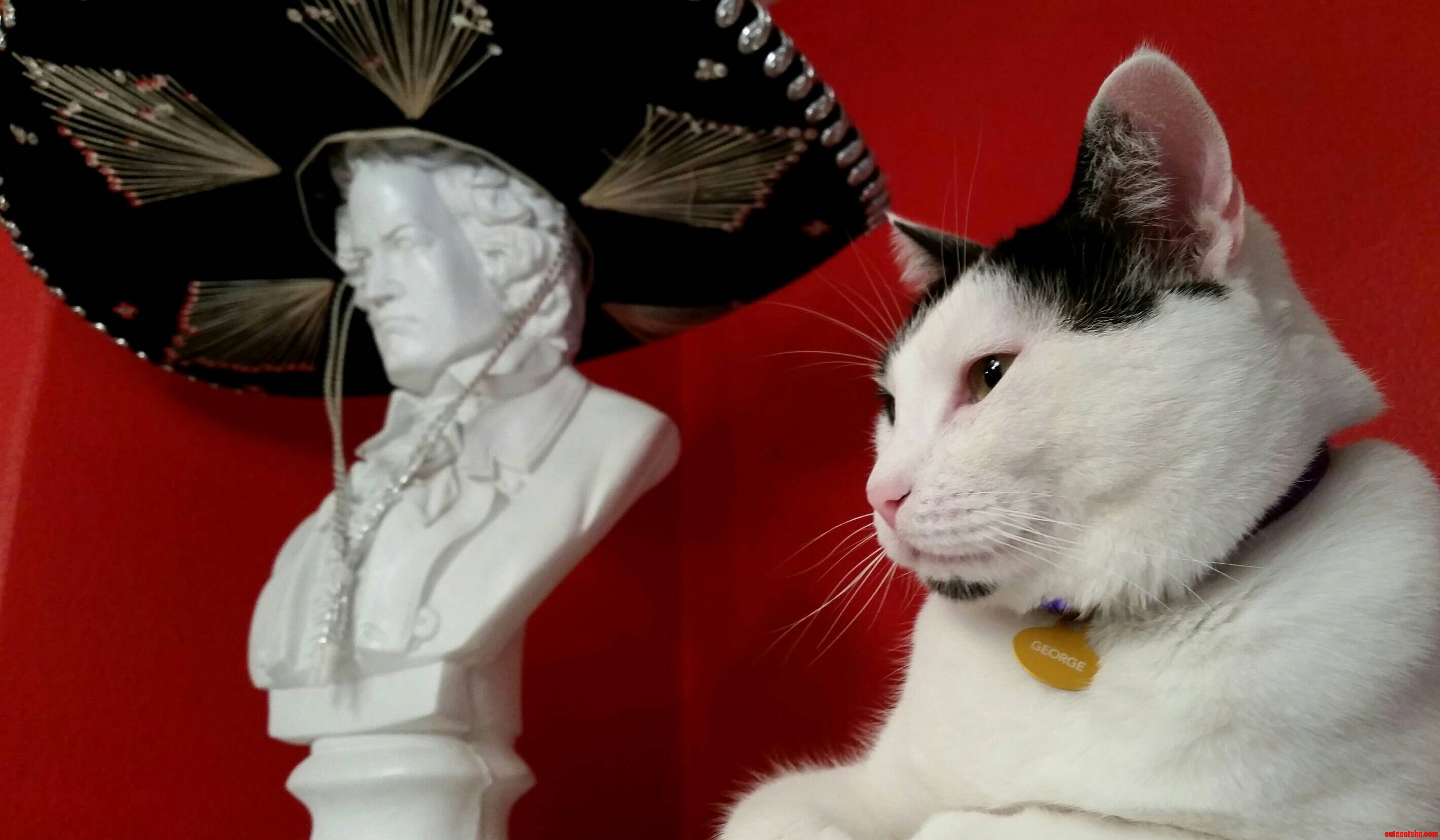 My Cat Is Undeniably Photogenic.