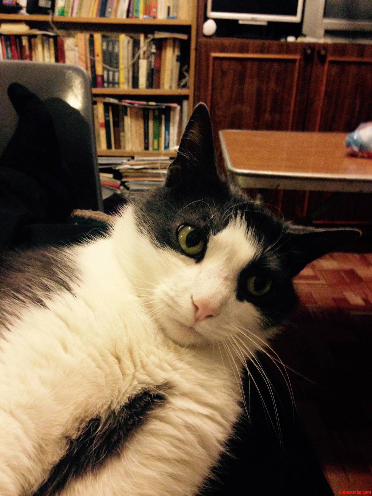 My Cat Looks at Me with Misunderstanding