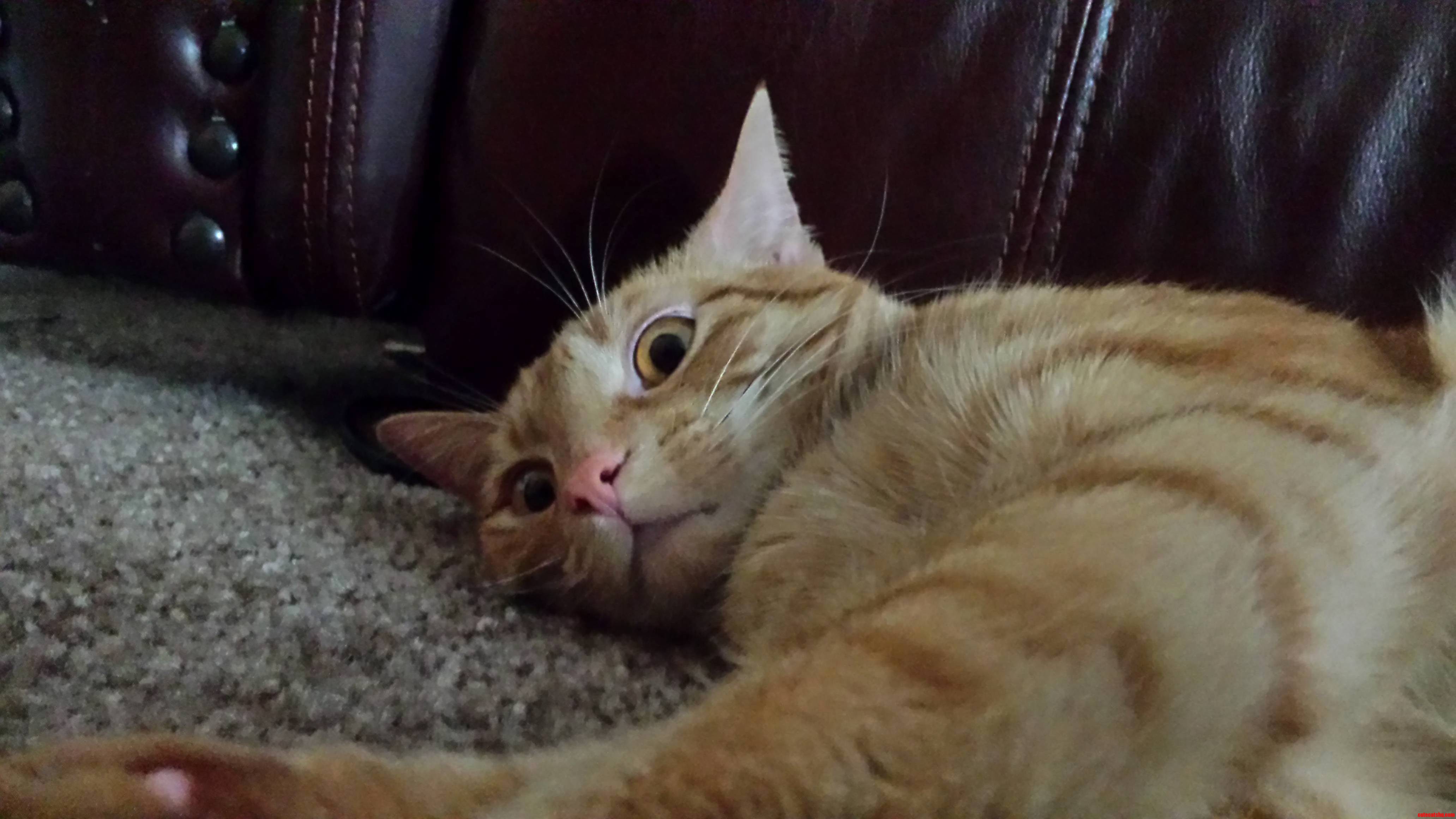 My Cat Looks Like Hes Seen Some Stuff