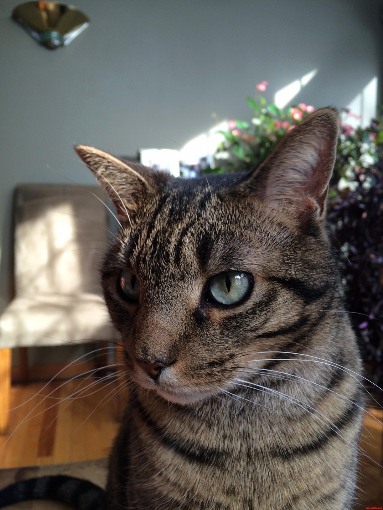 My Cat Mew