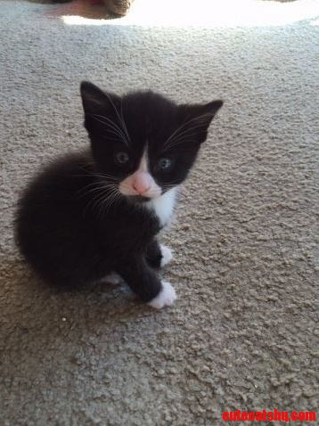 My Cat Turns 1 Year Old on March 4th