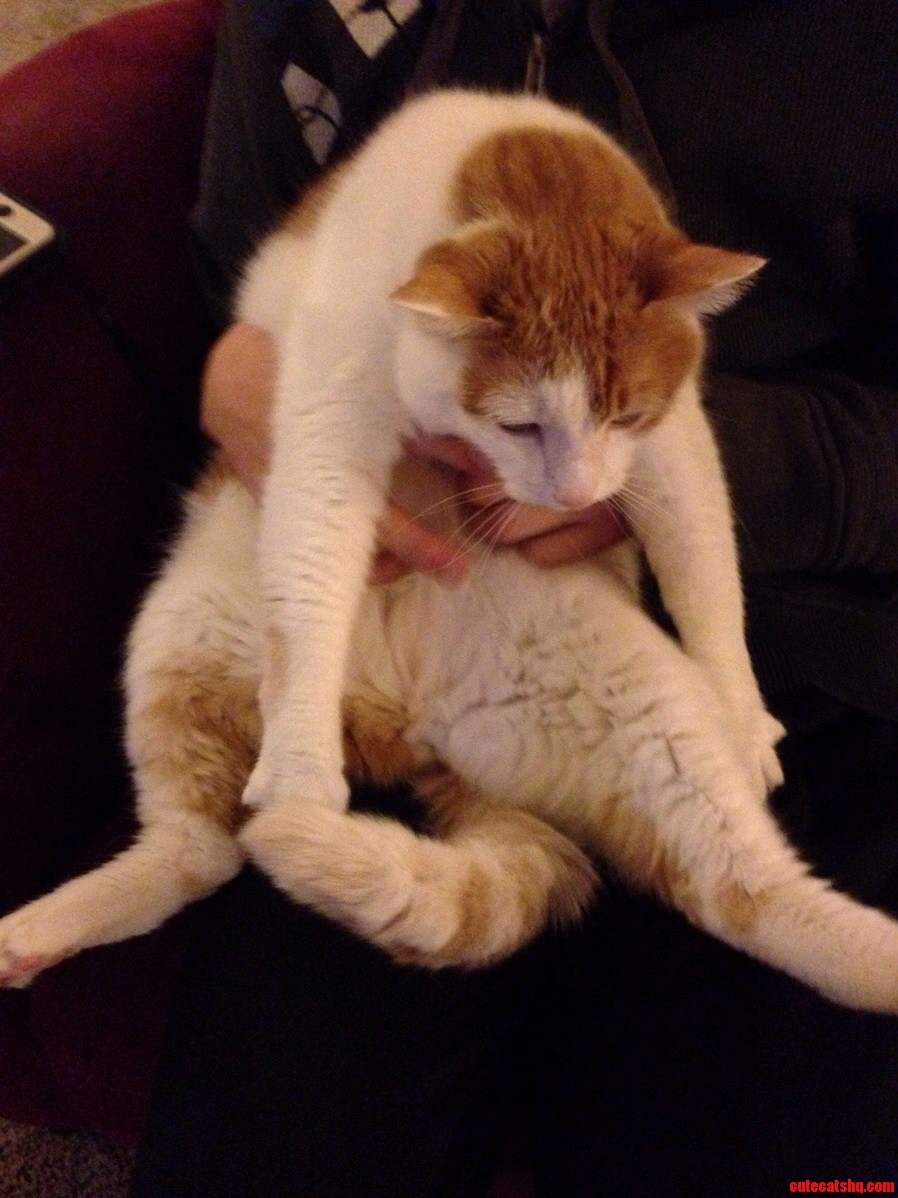 My Cat Was Having His Stomach Rubbed