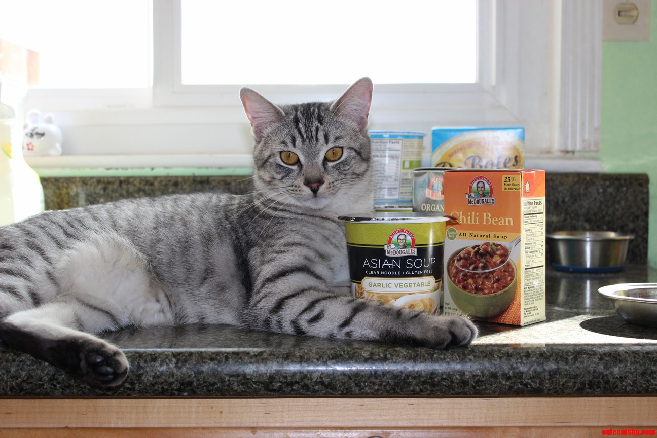 My Cat Will Not Bow to Any Sponsor