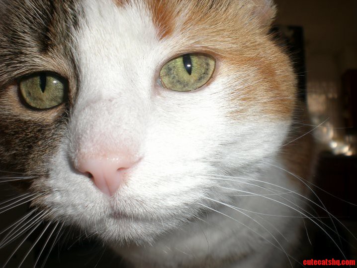 My Curious Little Calico Bebe. 3