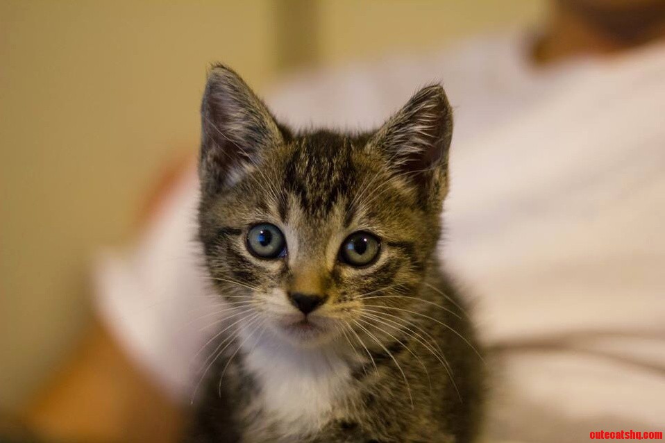My First Cat... Any Tips
