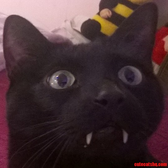 My Friends Cat Is 3 Feline and 97 Vampire.