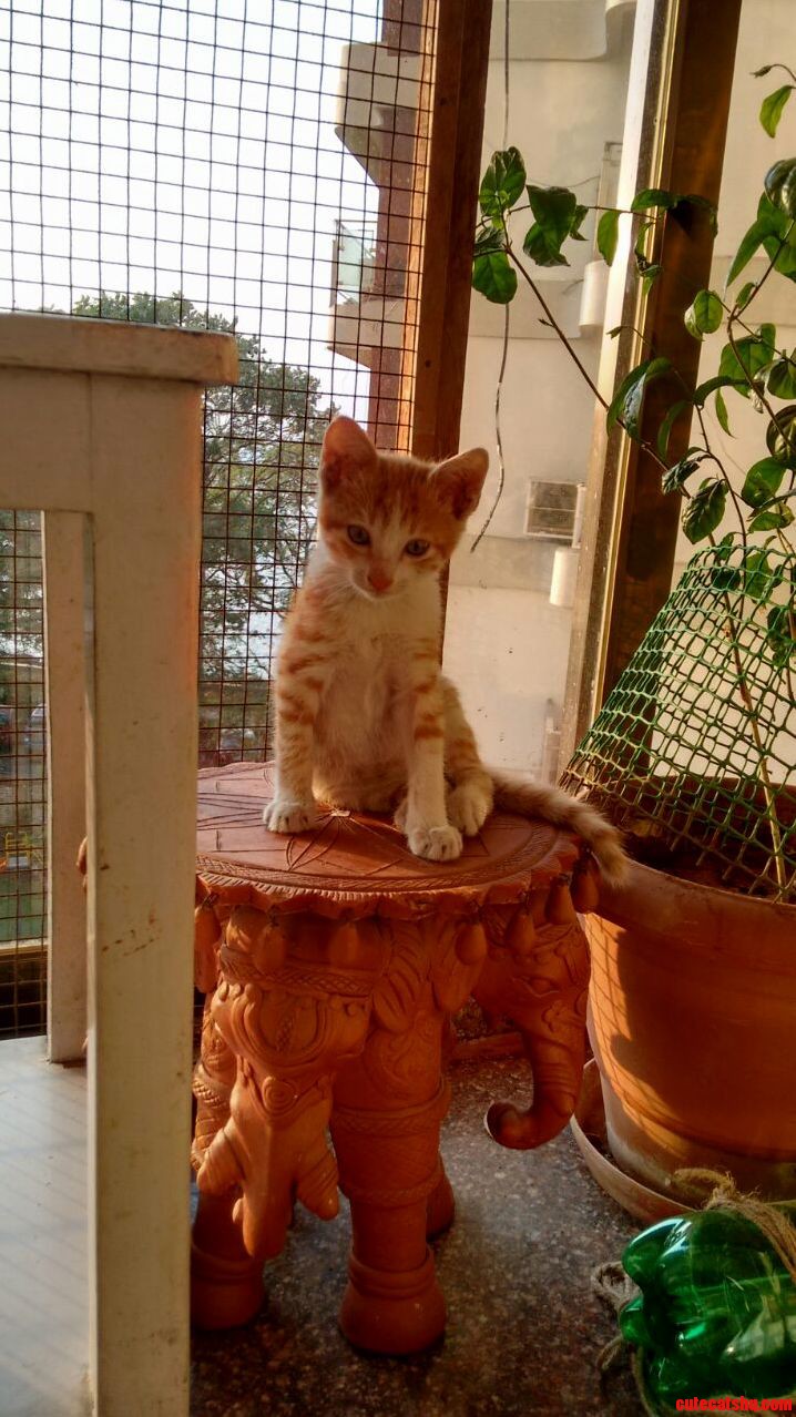 My Friends Cat Is So Graceful.