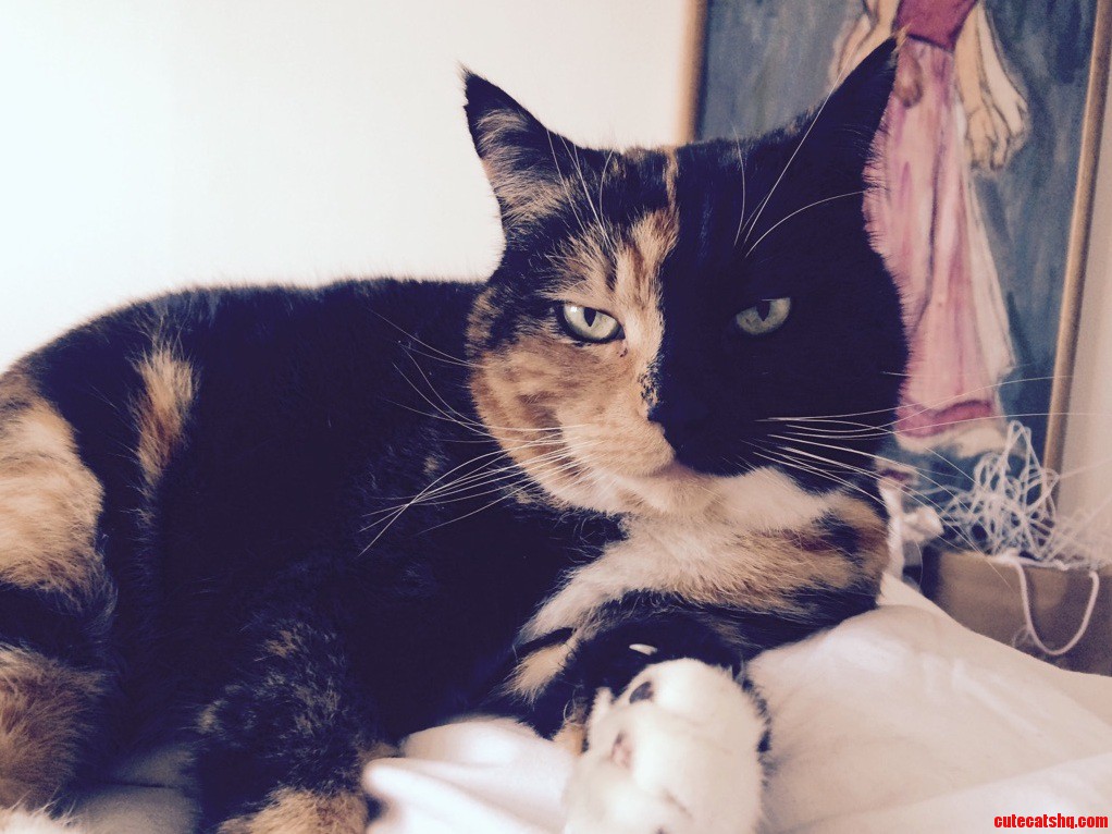 My Gfs Cat. I Dont Think I Ll Survive the Morning.