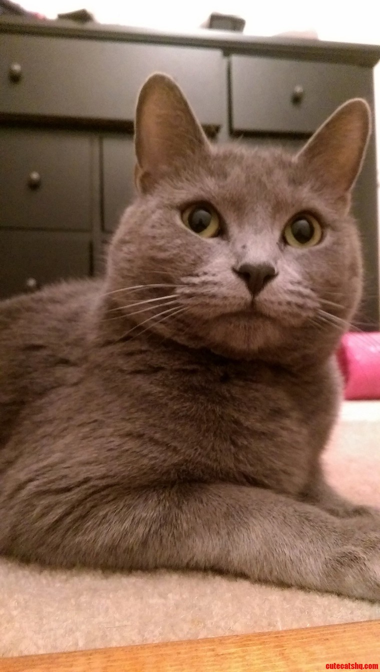 My Girlfriends Cat Is a Ridiculously Good Looking Cat