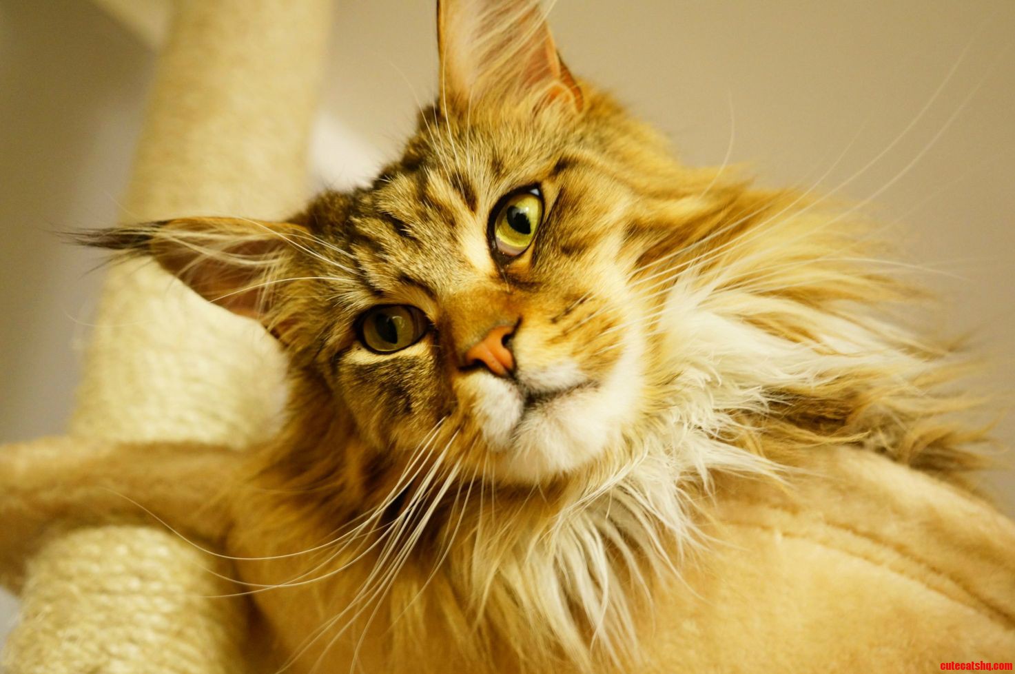 My Golden Boy Leon Maine Coon