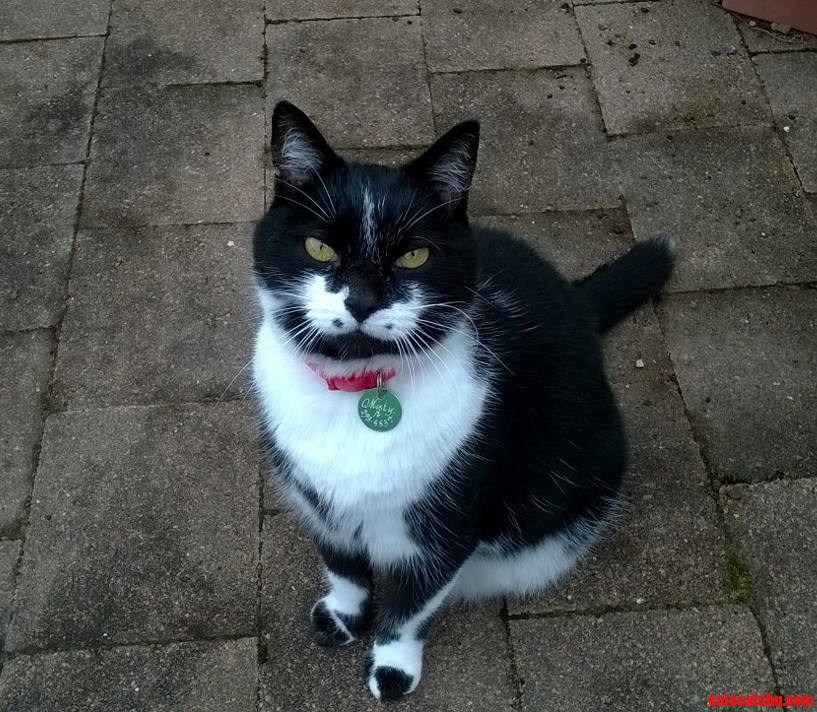 My Grandmother Lives at a Rest Home. This Friendly Kitty Lives There Too.