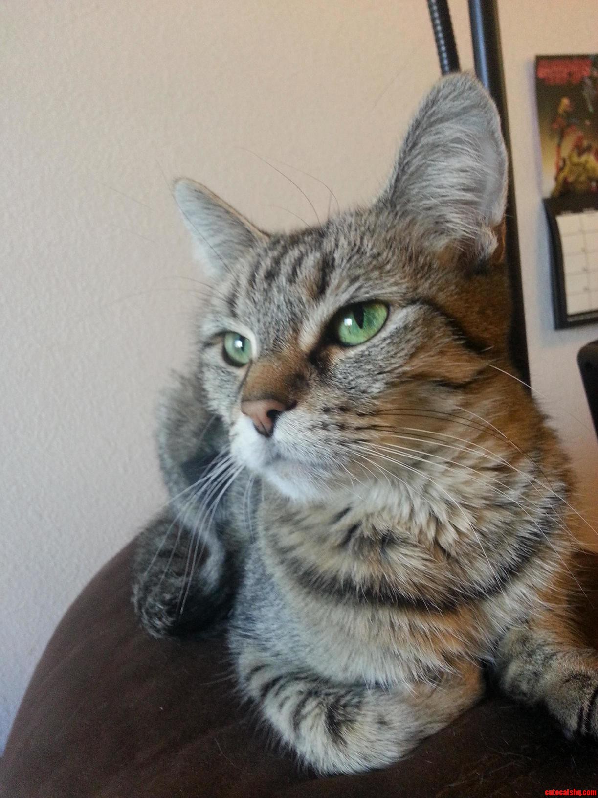 My Green-eyed Beauty Maddie