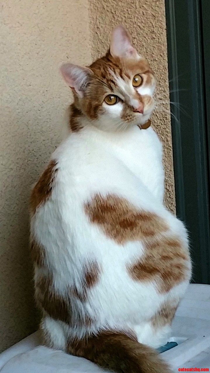 My Handsome Man Winston