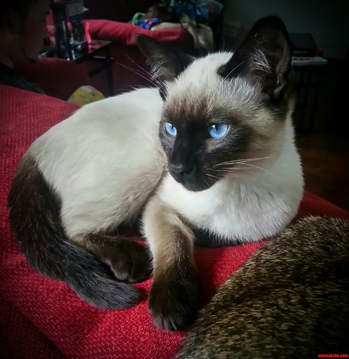 My Handsome Siamese