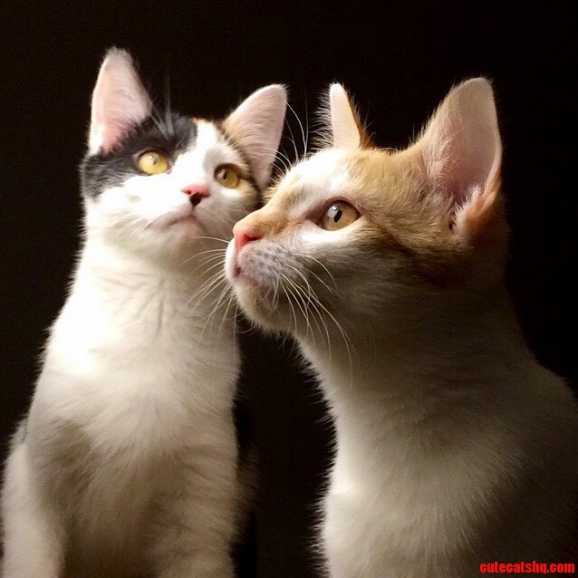 My Kittens Went All Olan Mills on Me While Stalking a Ladybug.