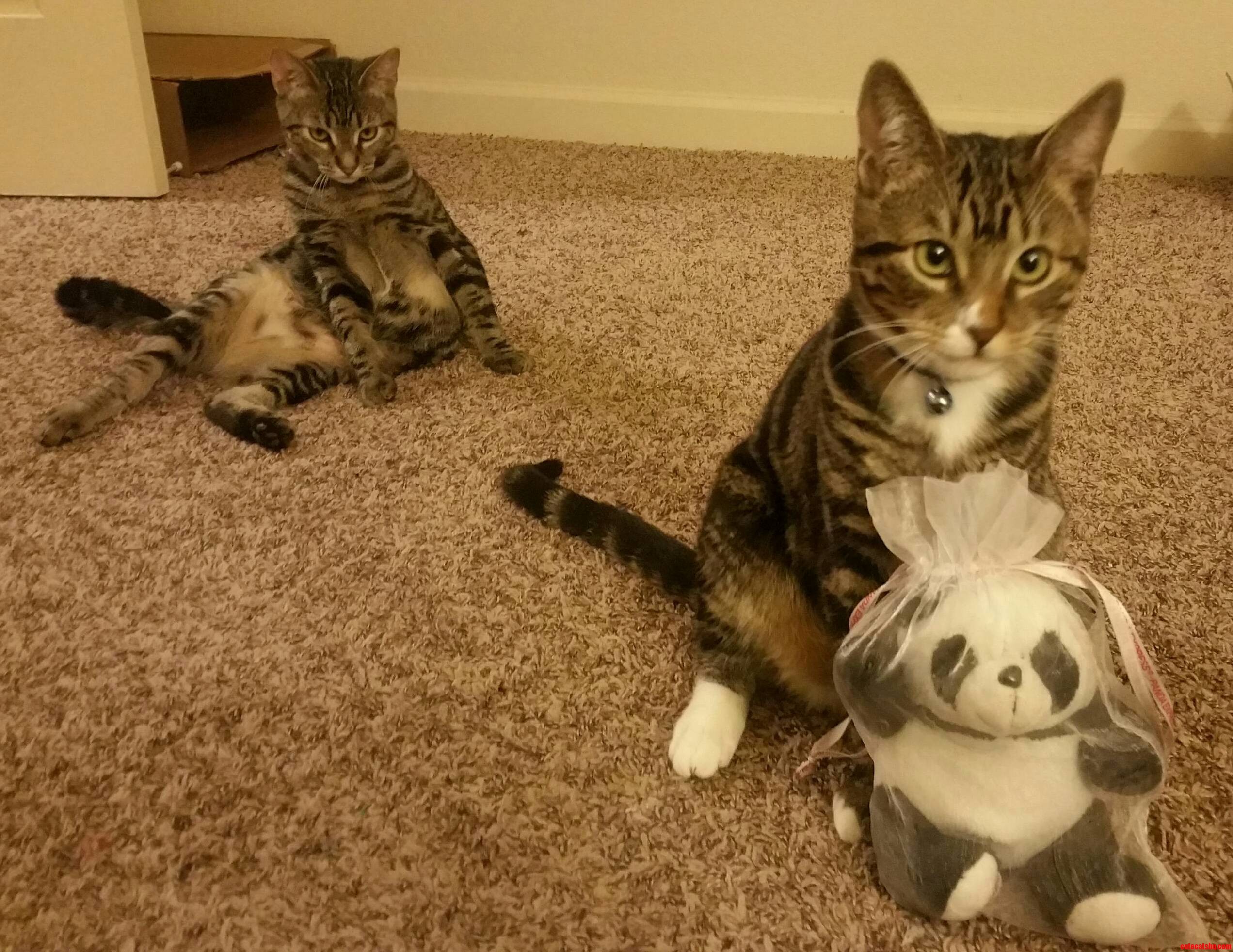 My Kitty Loves His Panda but He Doesnt Like to Share.