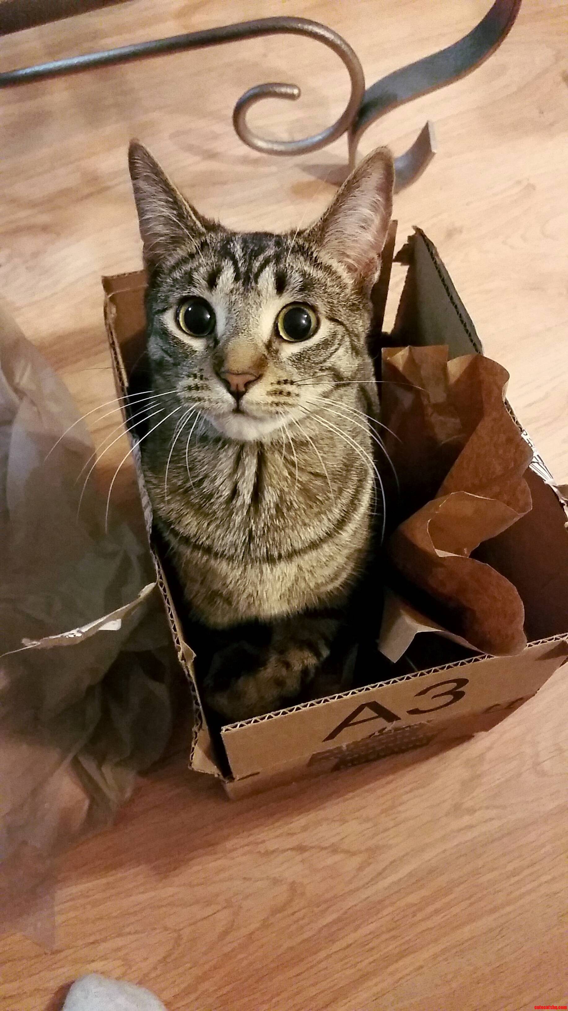 My Little Amazon Box Loving Kitty. 3