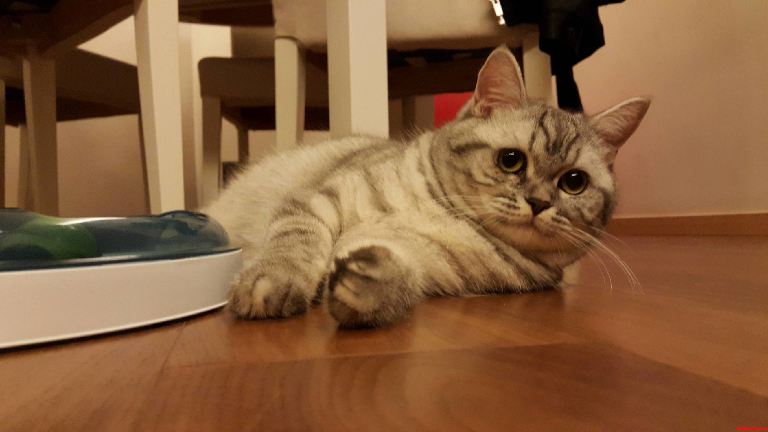 My Little Plump Kitty Muffins 3