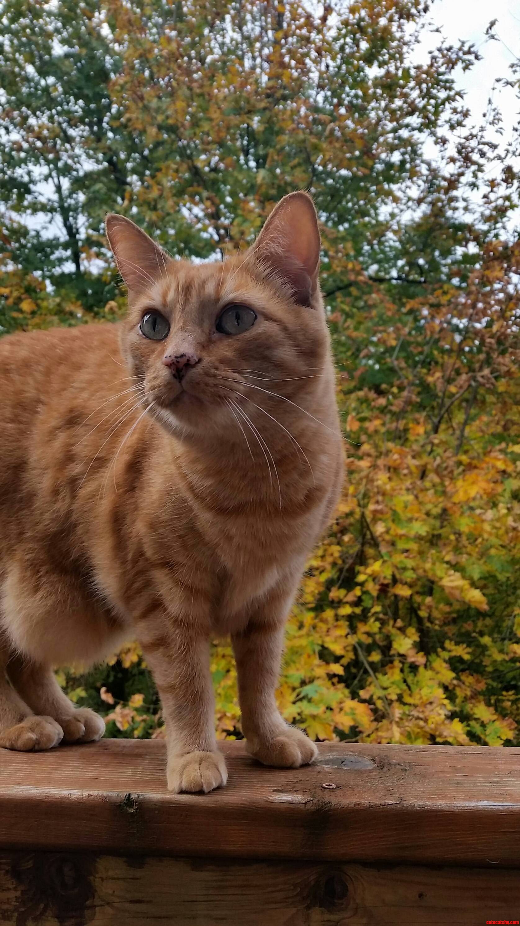 My Little Tony