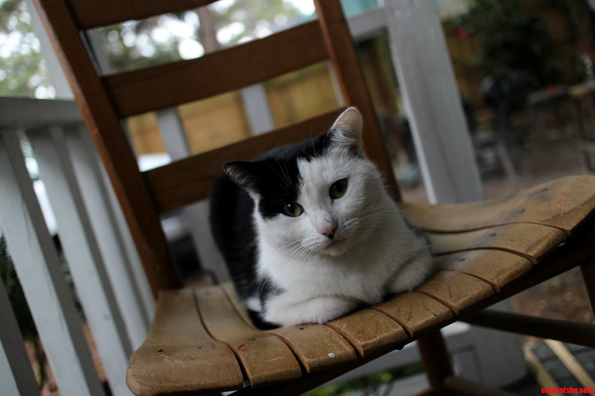 My Moms Cat Star