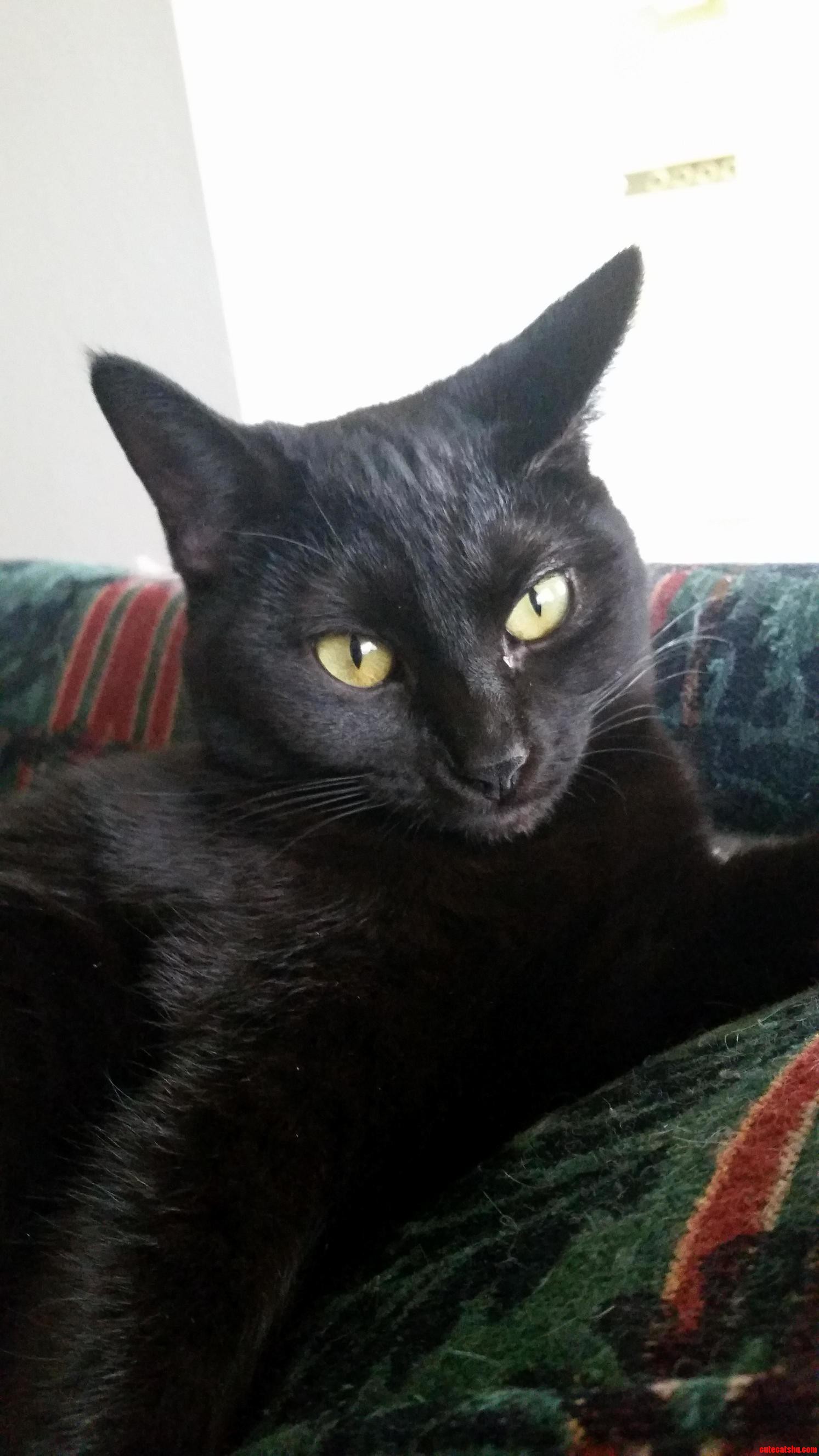 My New Cat Sasha. I Adopted Her on Friday the 13th