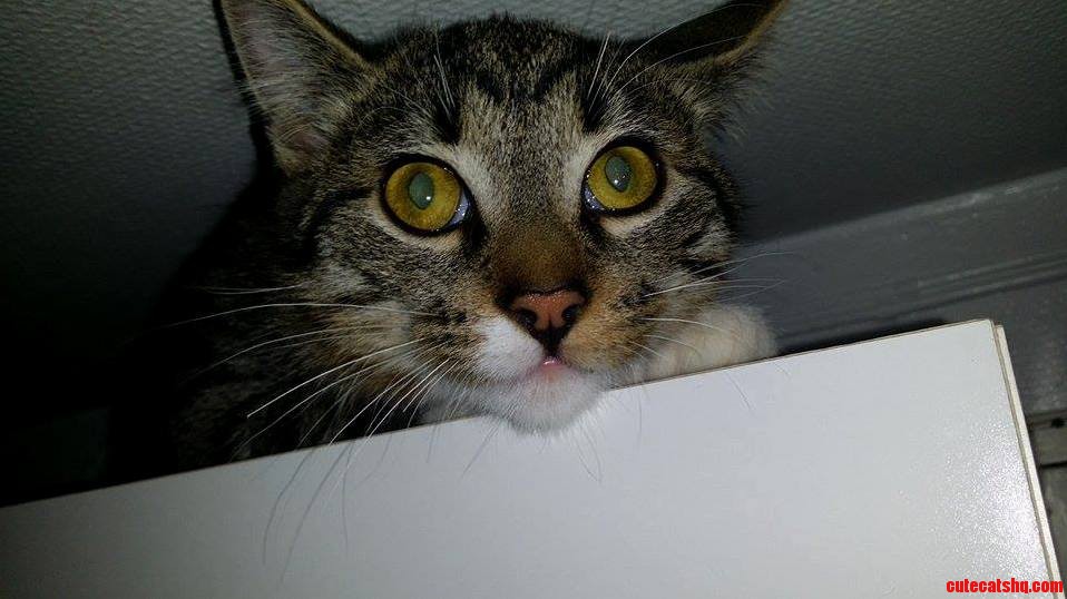 My Not So Photogenic Cat