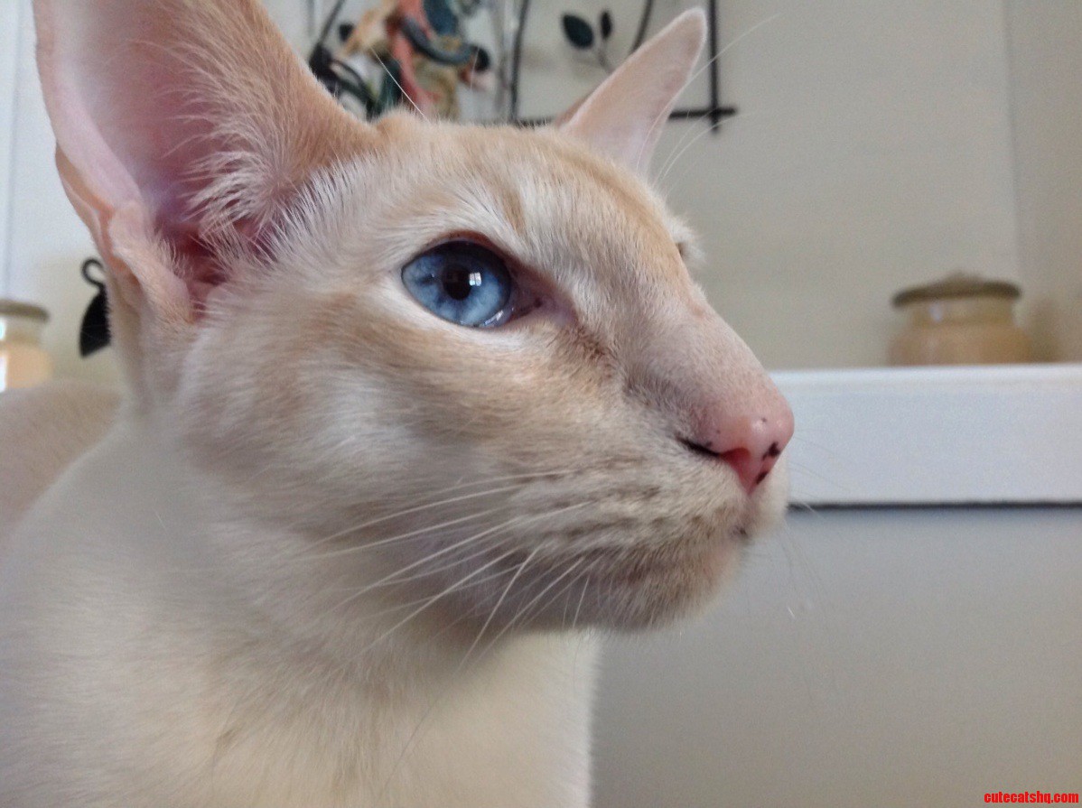 My Other Cute Cat That Isnt Fat.