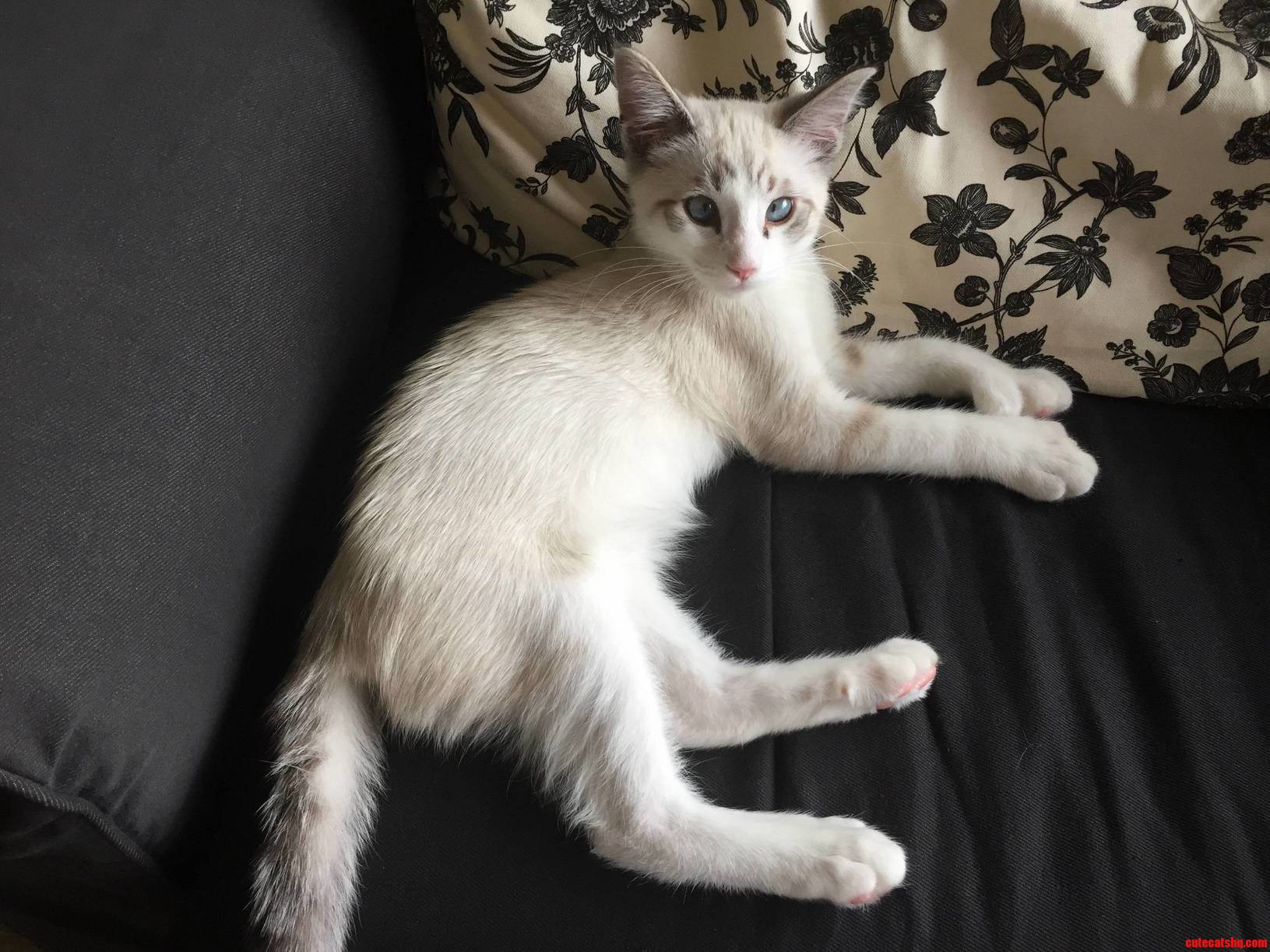 My Polydactyl Kitten Casper Is a Little Crosseyed