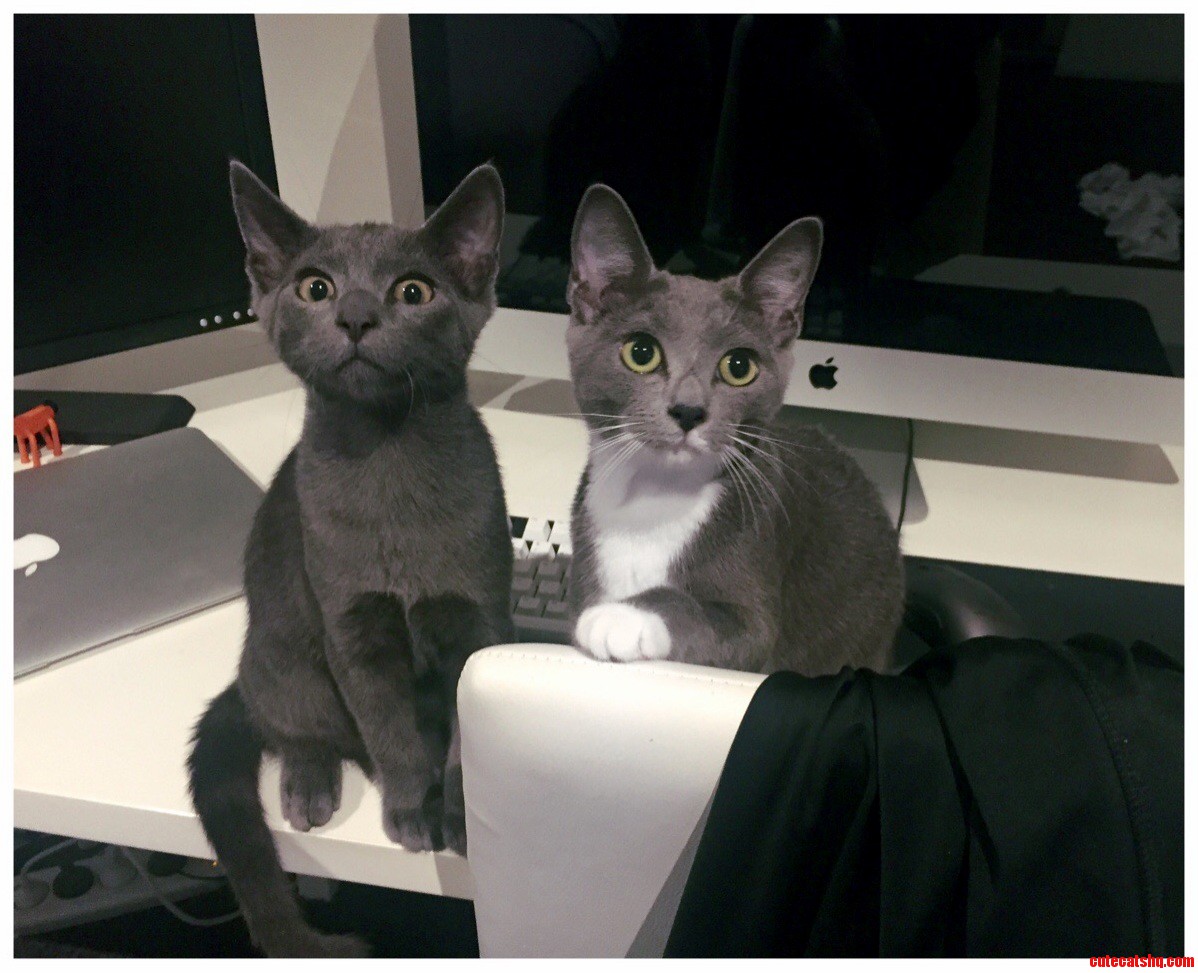 My Poop-flicking Sweethearts.