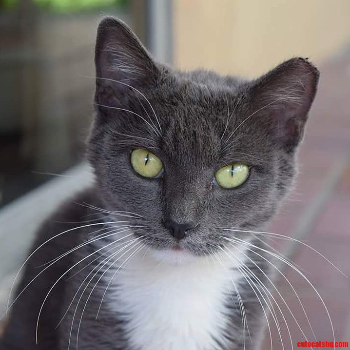 My Ridiculously Photogenic Cat Sylvester.