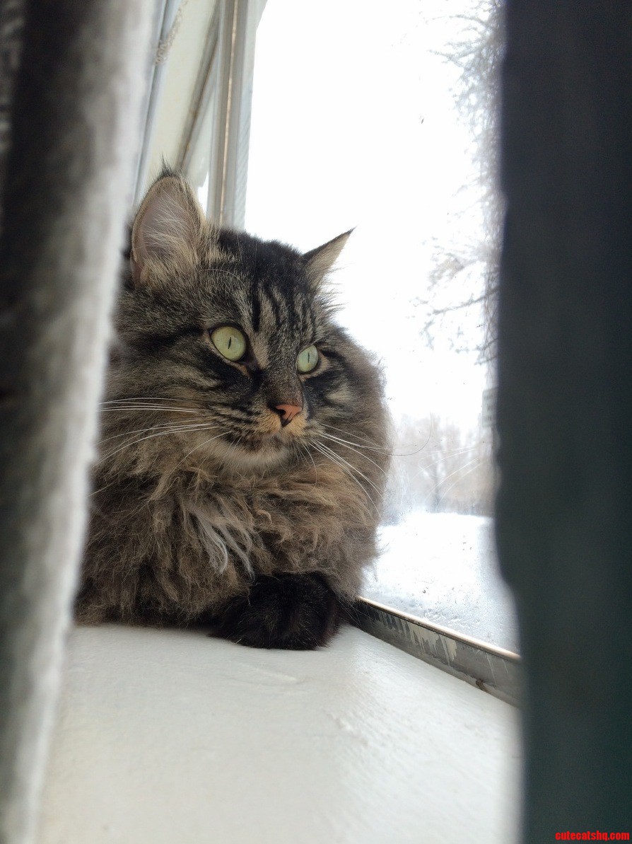 My Sisters Cat Puff Daddy Is Quite Majestic.
