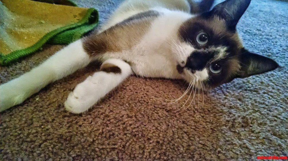 My Snowshoe Feline Barnaby Barnyard Ugly Barbara