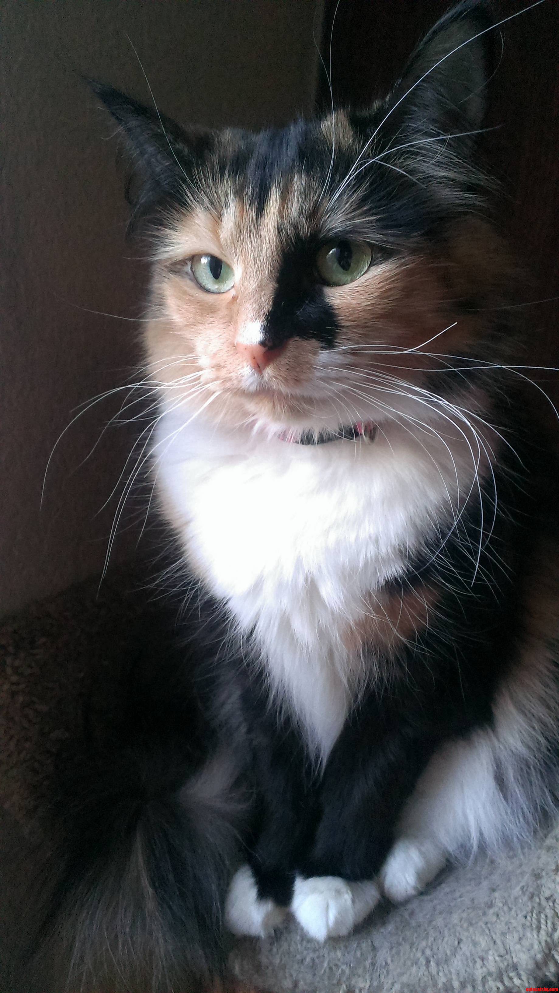 My So and I Found This Kitty by Our Apartment Dumpster Three Years Ago.