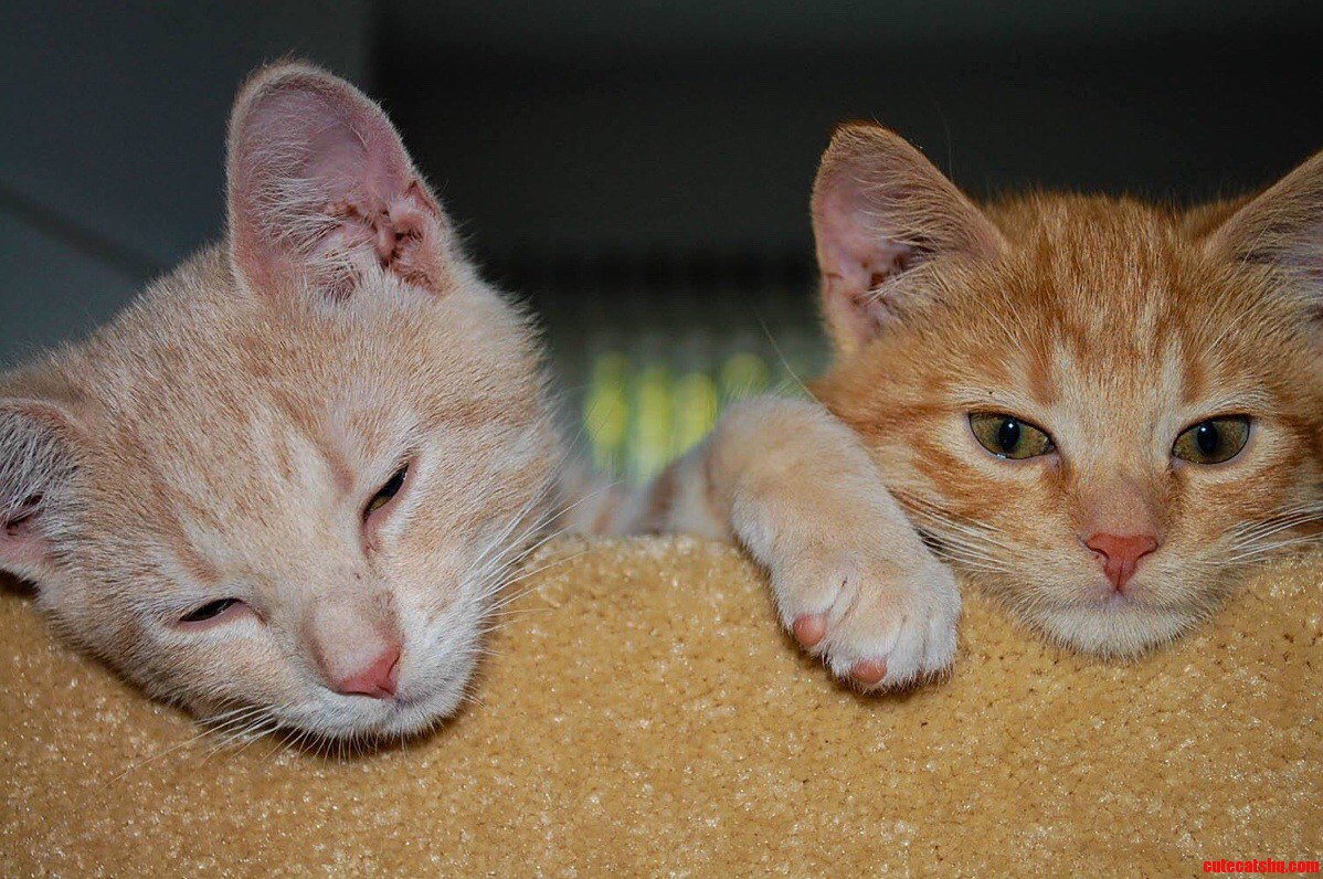 My Tiny Babies Thor and Freyja
