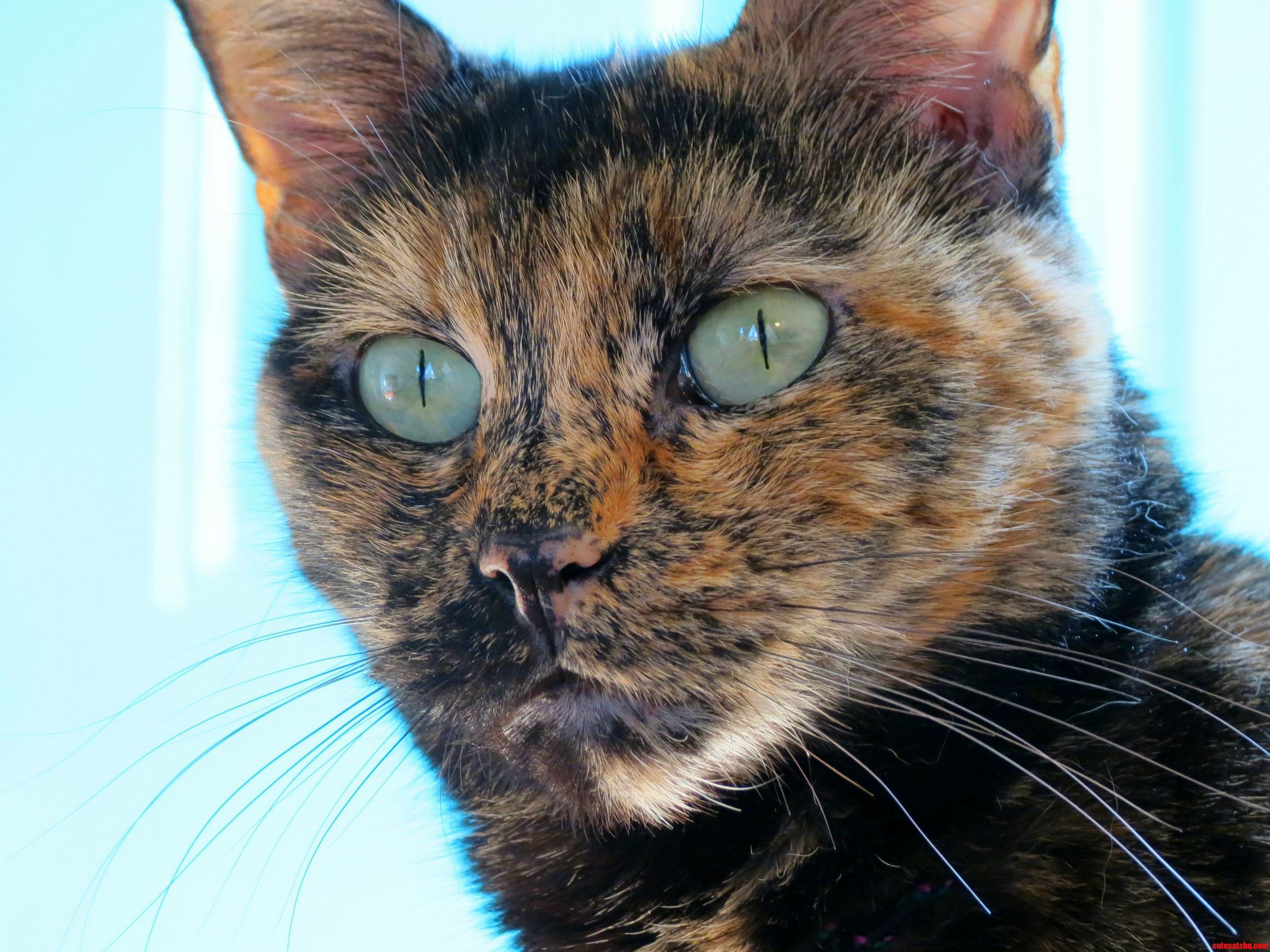 My Tortie Cat Caprica