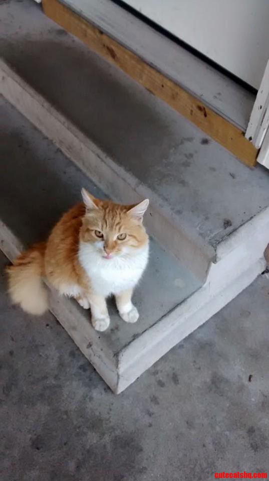 Need Moral Advice from Fellow Cat People