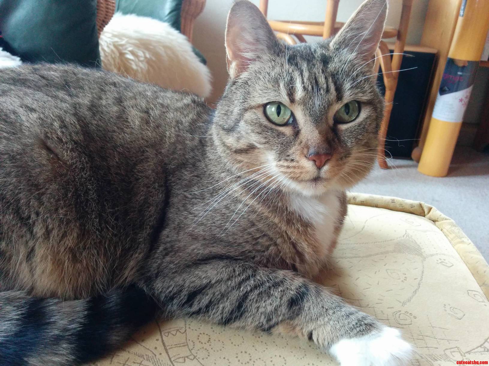 Nelly Turned 10 Today. Whenever I Get Home from College She Looks at Me Like Where the Hell Have You Been