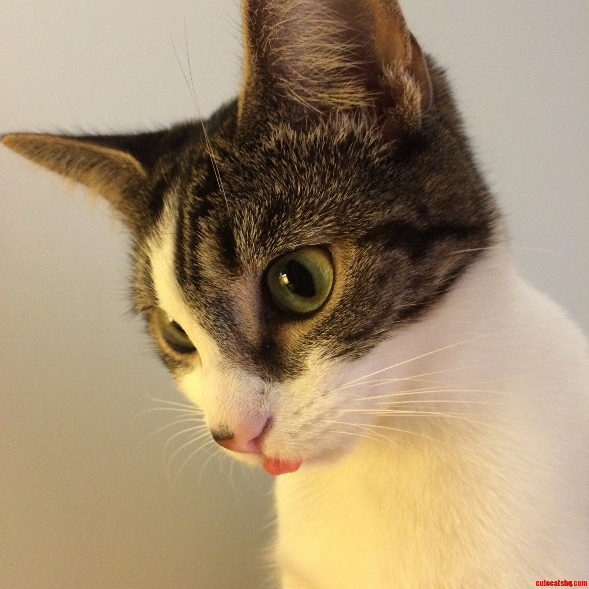 Neo the Cat with a Derpy Tongue.