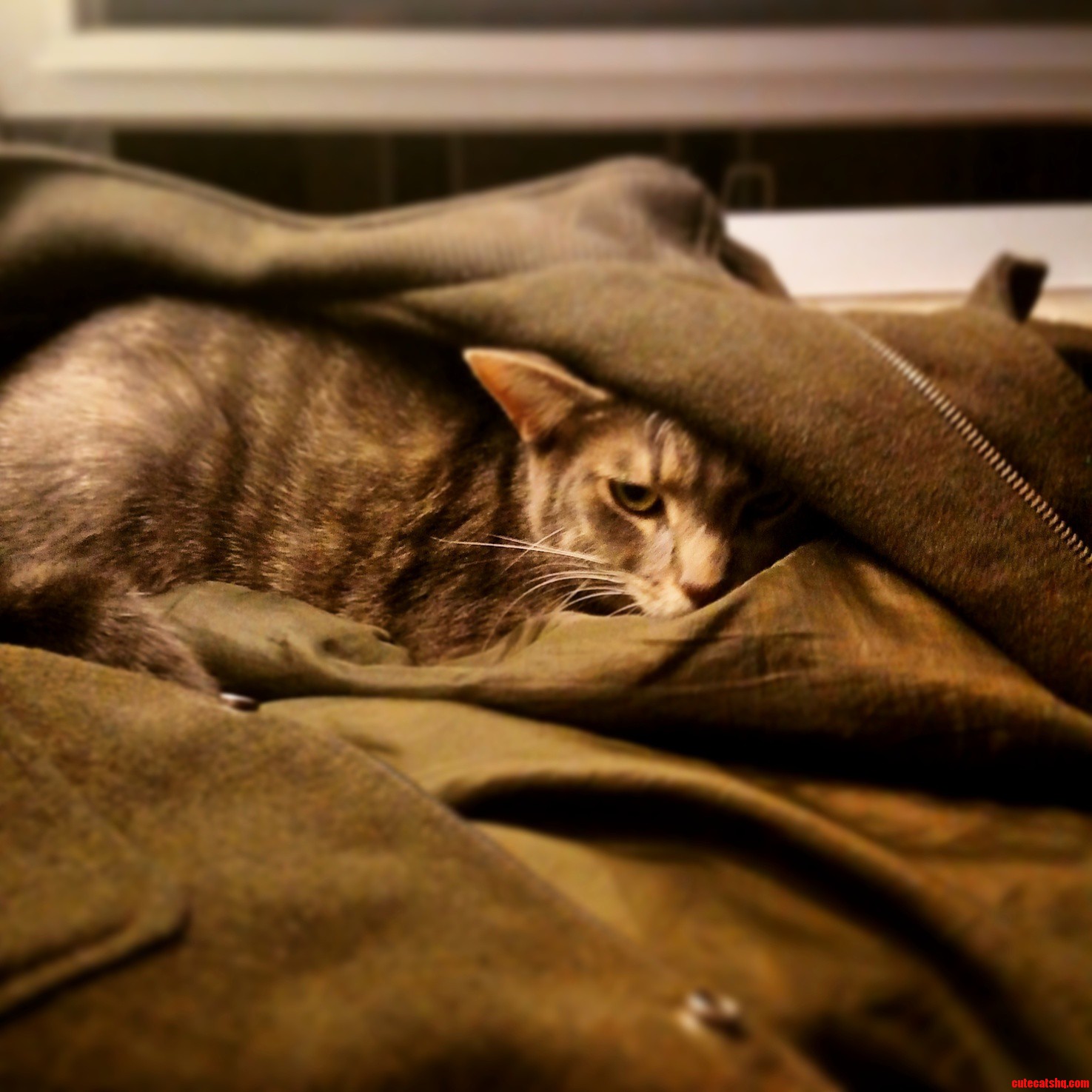 Never Interrupt a Cat When He Is Napping